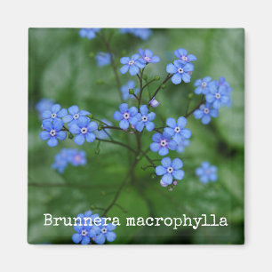 Aimant botanique de myosotis