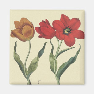 Aimant Botanique Vintage, Fleurs de Tulipes en Fleur et B