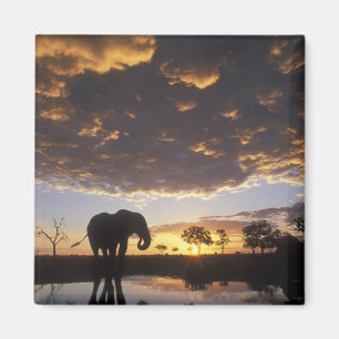 Aimant Botswana, Chobe National Park, Elephant