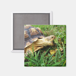 Aimant Bouche Sulcata Tortoise Open Take Bite of Grass