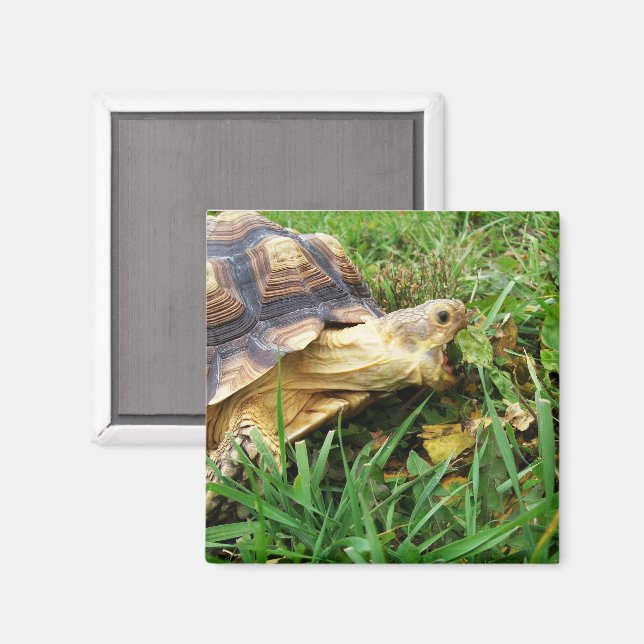 Aimant Bouche Sulcata Tortoise Open Take Bite of Grass (Recto/Verso)