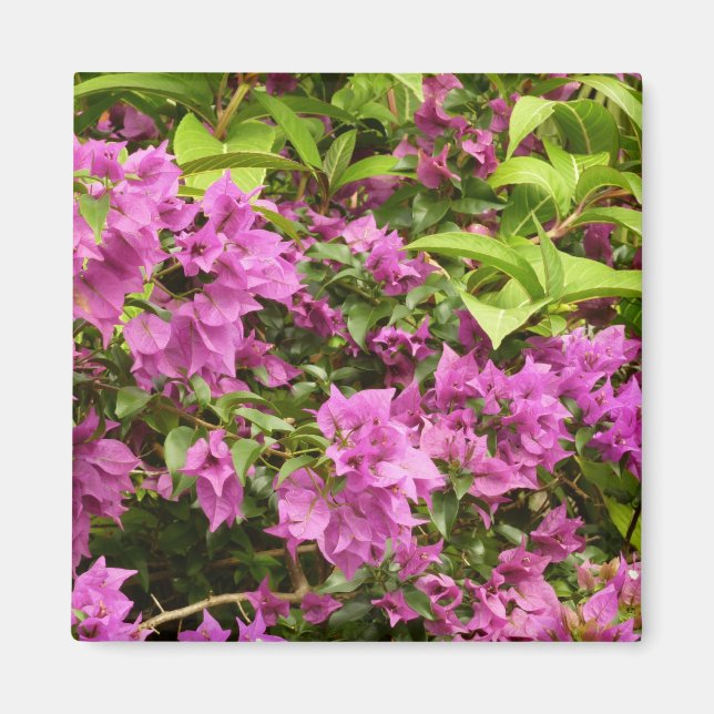 Aimant Bougainvillées tropicales violettes (Devant)