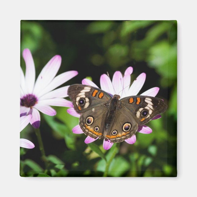 Aimant Boukeye papillon sur les fleurs violettes (Devant)