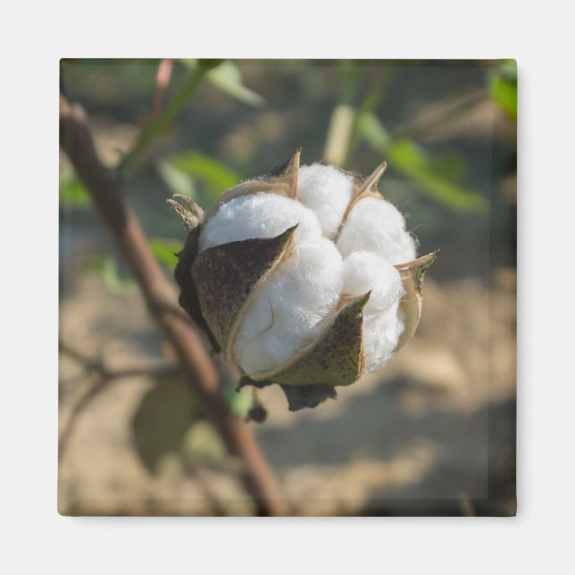 Aimant Boule de coton (Devant)