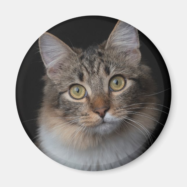 Aimant bouton chat (Devant)