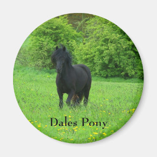 Aimant Bouton Dales Pony