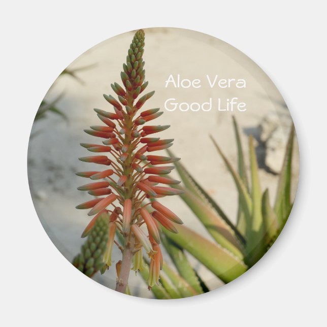 Aimant Bouton de fleur plante Aloe Vera (Devant)