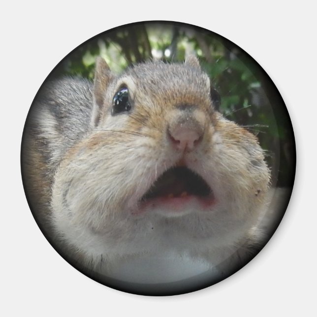 Aimant Bouton OMG Chipmunk. (Devant)