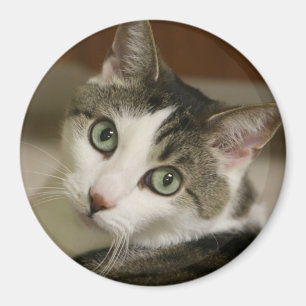 Aimant Bouton Tiger le plus fin