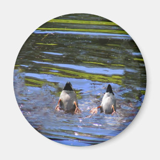 Aimant Boutons de canard