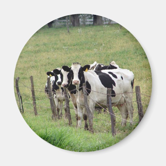 Aimant Bovins laitiers (Devant)