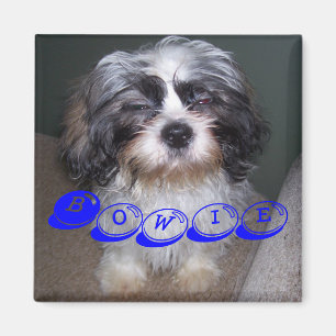 Aimant Bowie l'aimant brouillé de chiot de Shih Tzu