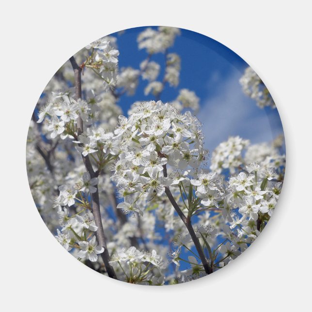 Aimant Bradford Pear Blooms (Devant)