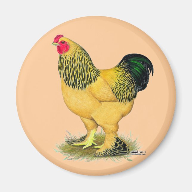 Aimant Brahma : Rooster Buff (Devant)