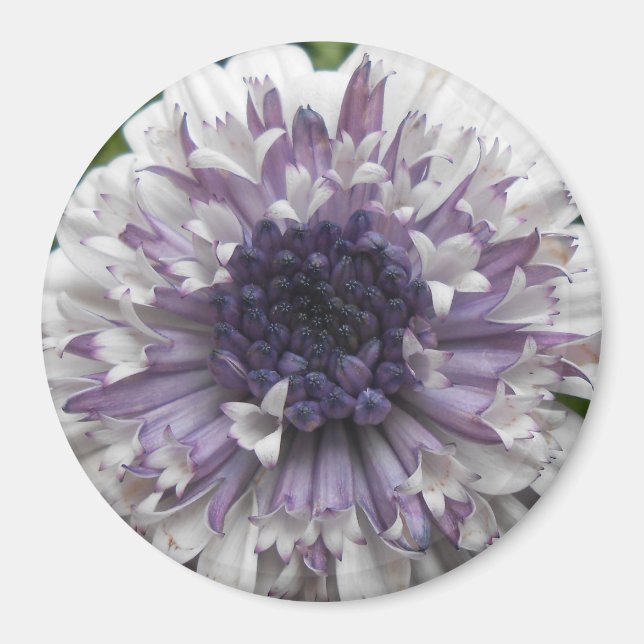 Aimant Brett (Devant)