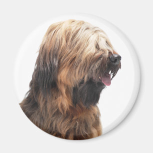 Aimant Briard fauve 3