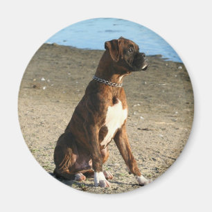 Aimant Brindle de chiot de boxeur