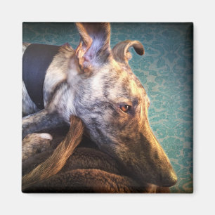 Aimant Brindling Lurcher Greyhound