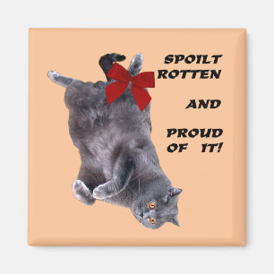 Aimant britannique bleu de réfrigérateur de chat