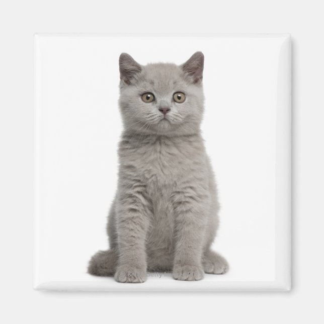 Aimant British Shorthair Kitten (Devant)
