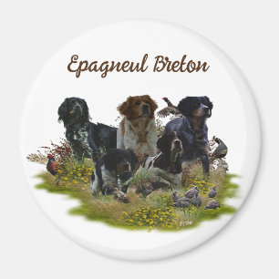 Aimant  Brittany Spaniels,   Bird Hunting 