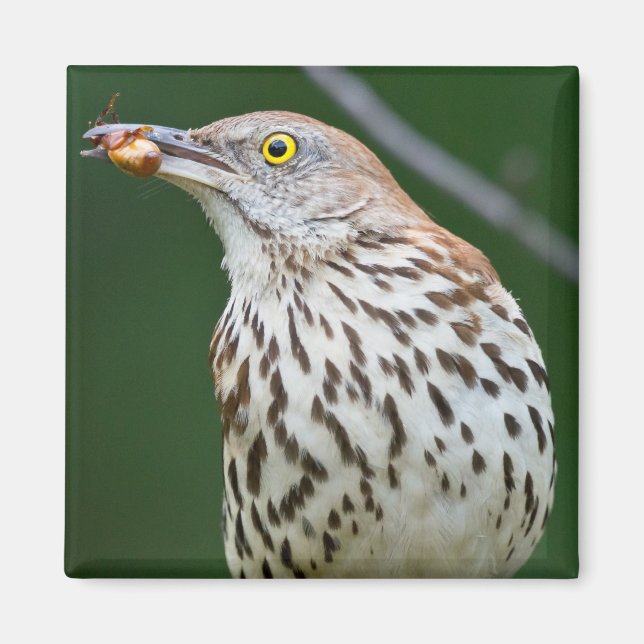 Aimant Brown Thrasher avec / Catch Of The Day Cadeaux Vêt (Devant)