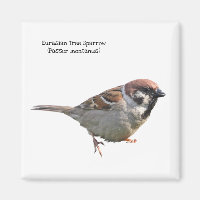 Bruant d'arbre eurasien
