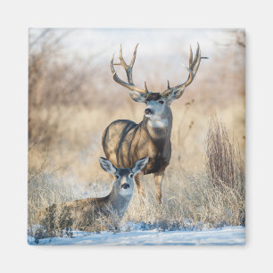 Aimant Buck Couple Cerf mulet