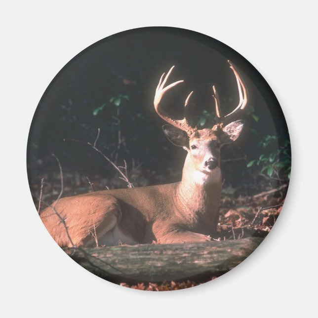 Aimant Buck Deer blanc (Devant)