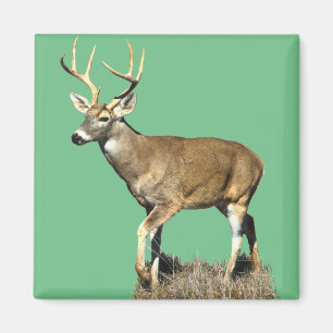 Aimant Buck White Tailed