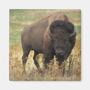 Aimant Buffalo