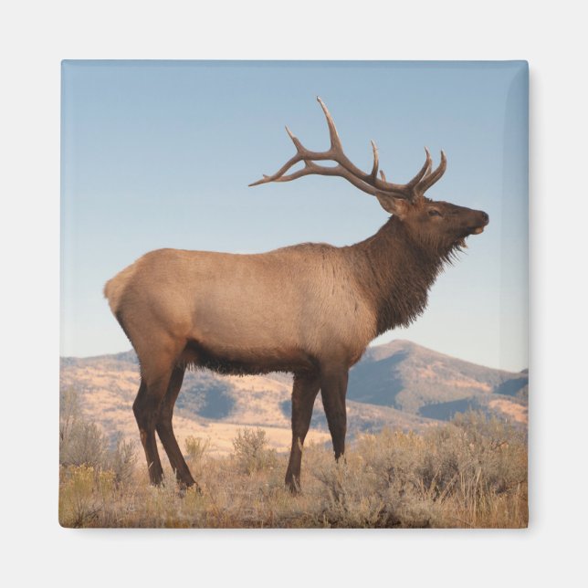 Aimant Bull Elk près de Mammoth | Wyoming (Devant)