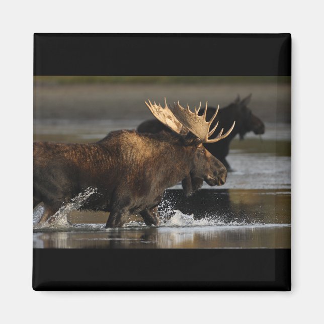 Aimant Bull Moose (Devant)