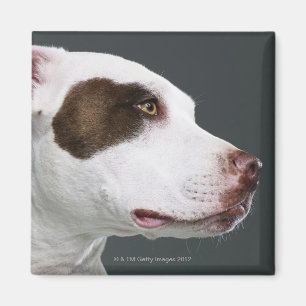 Aimant Bull-terrier du Staffordshire, plan rapproché