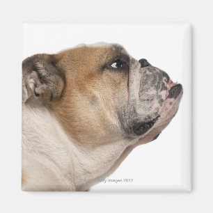 Aimant Bulldog anglais (6 ans)
