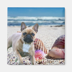 Aimant Bulldog français sur la plage magnétique