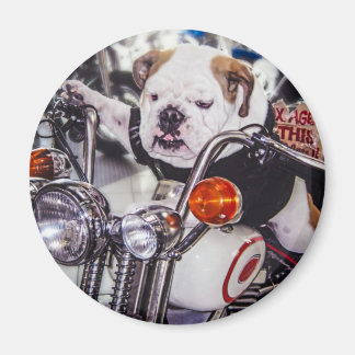 Aimant Bulldog sur moto