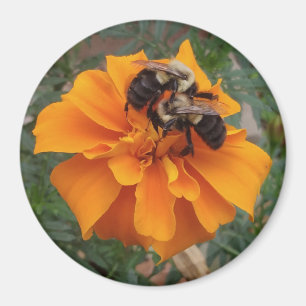 Aimant Bumblebebees sur Marigold Flower