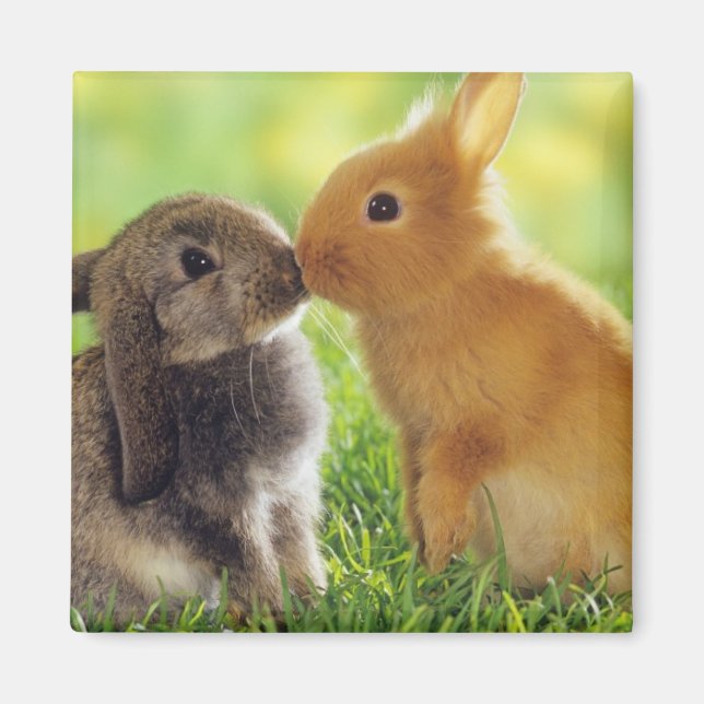 Aimant Bunny Kiss (Devant)