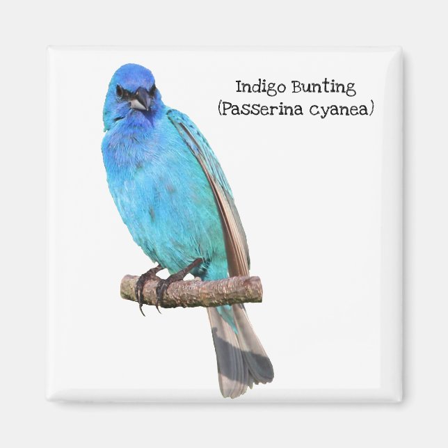 Aimant Bunting Indigo (Devant)