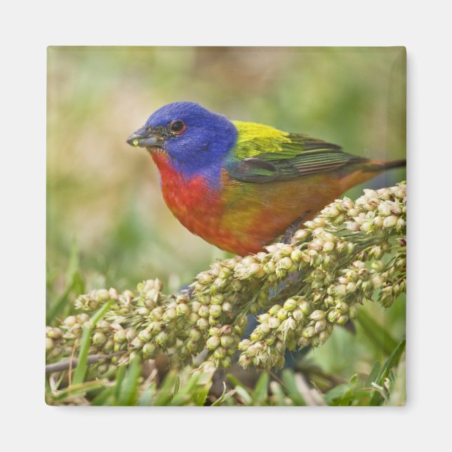 Aimant Bunting peint (Devant)