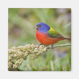 Aimant Bunting peint (ciris passeriens) alimentation mâle