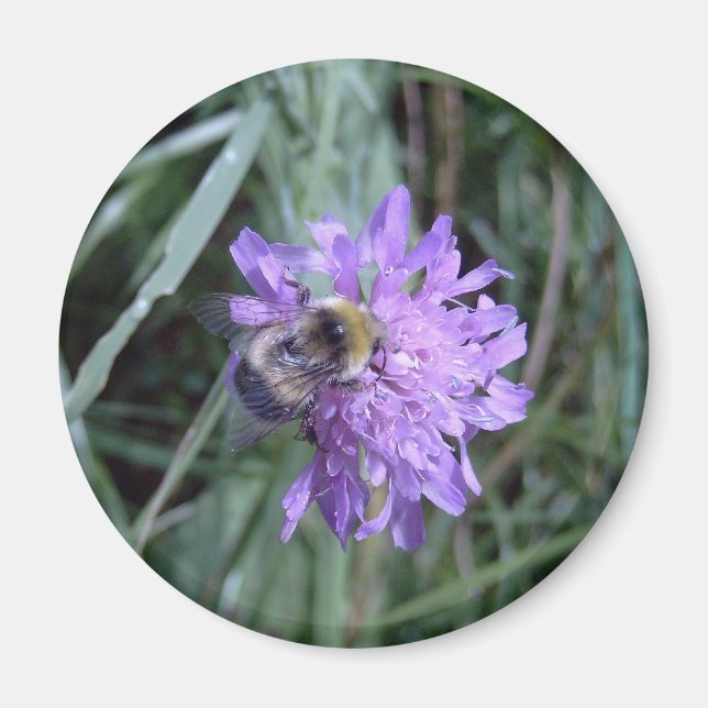 Aimant butineuse (Devant)