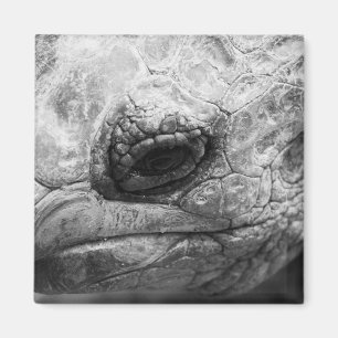 Aimant BW Tortoise