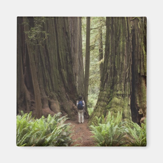 Aimant CA, Jedediah Smith Redwoods State Park, (Devant)