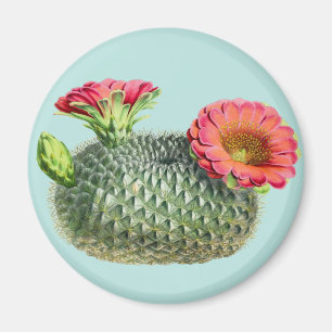 Aimant Cactus