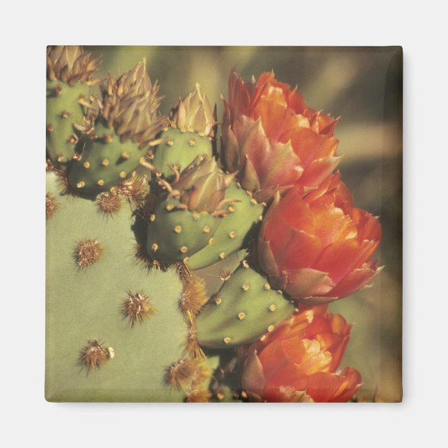 Aimant Cactus de poire de prickly en fleur, Arizona-Sonor (Devant)
