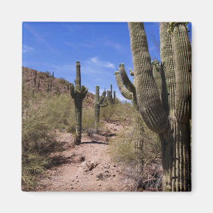 Aimant Cactus du désert en Arizona