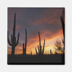 Aimant cactus saguaro, Carnegiea gigantea, après