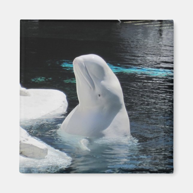 Aimant Cadeaux de baleines de Beluga (Devant)